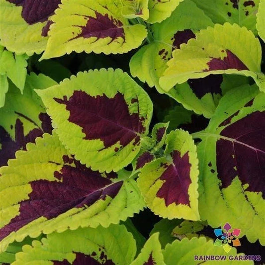 Kong Lime Sprite Coleus Seeds - 25+ Pack, Bright Green Foliage, Annual Plant, Solenostemon scutellarioides, Garden Bedding & Containers
