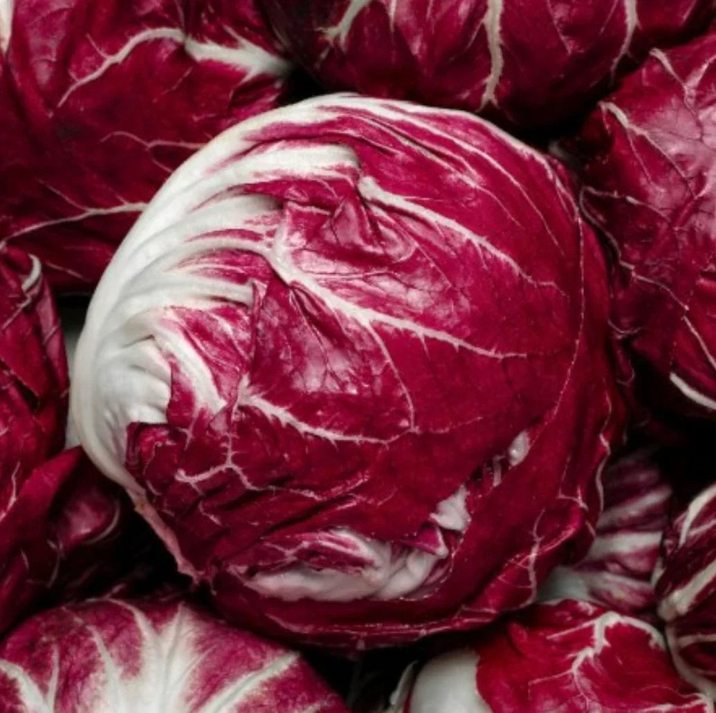 Palla Rossa Radicchio Seeds - 1,000+ Count, Endive Variety, Chicory (Cichorium intybus), Gourmet Salad Vegetable