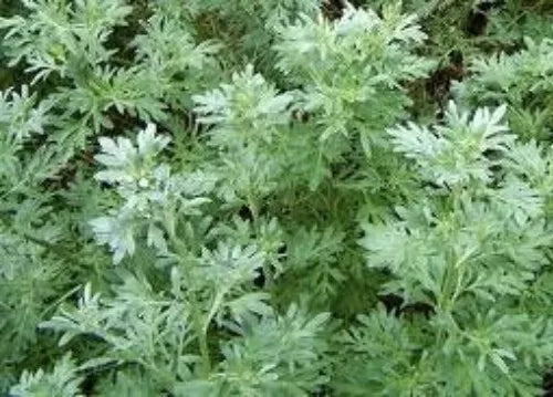 Organic Wormwood Seeds 100 Pack Artemisia Absinthium Perennial Herb for Garden, Landscaping