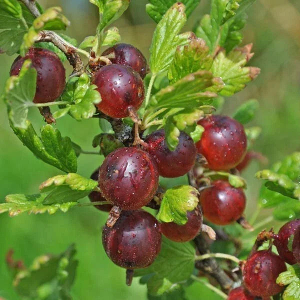 Jeanne Gooseberry Plant, Live Rooted Edible Shrub, Sweet Maroon-Red Berries, Ribes uva-crispa, Zones 3-7, Self-Pollinating