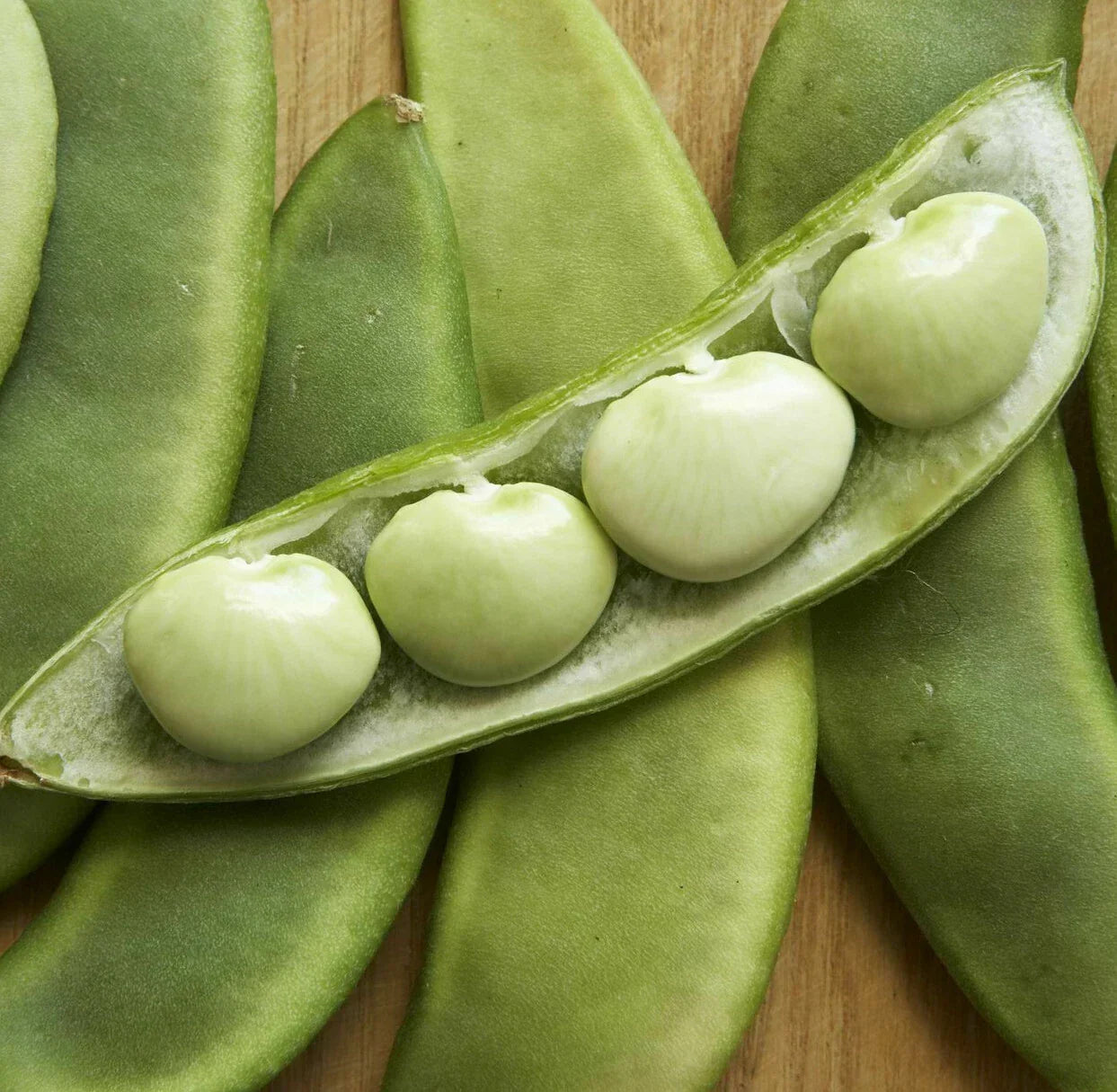 Fordhook 242 Lima Bean Seeds | Treated Vegetable Seeds | Phaseolus lunatus | Bush Type, Full Sun, 2025 Planting