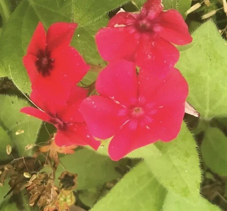 Red Scarlet Phlox Drummondii Flower Seeds - 3000 Seeds, Bright Red Annual for Garden, Borders & Containers