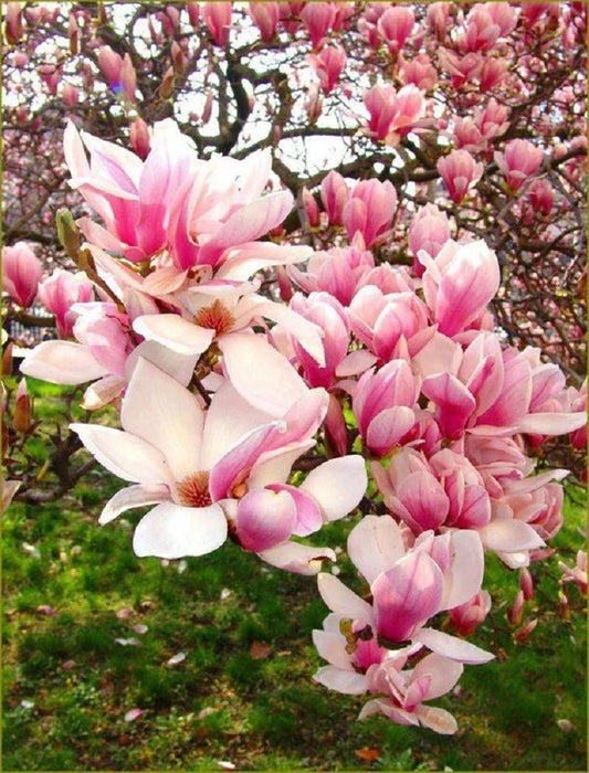 Light Pink White Magnolia Seeds - 5 Fragrant Magnolia x soulangeana Seeds for Garden Tree, Lily Flower Tree, US Seller
