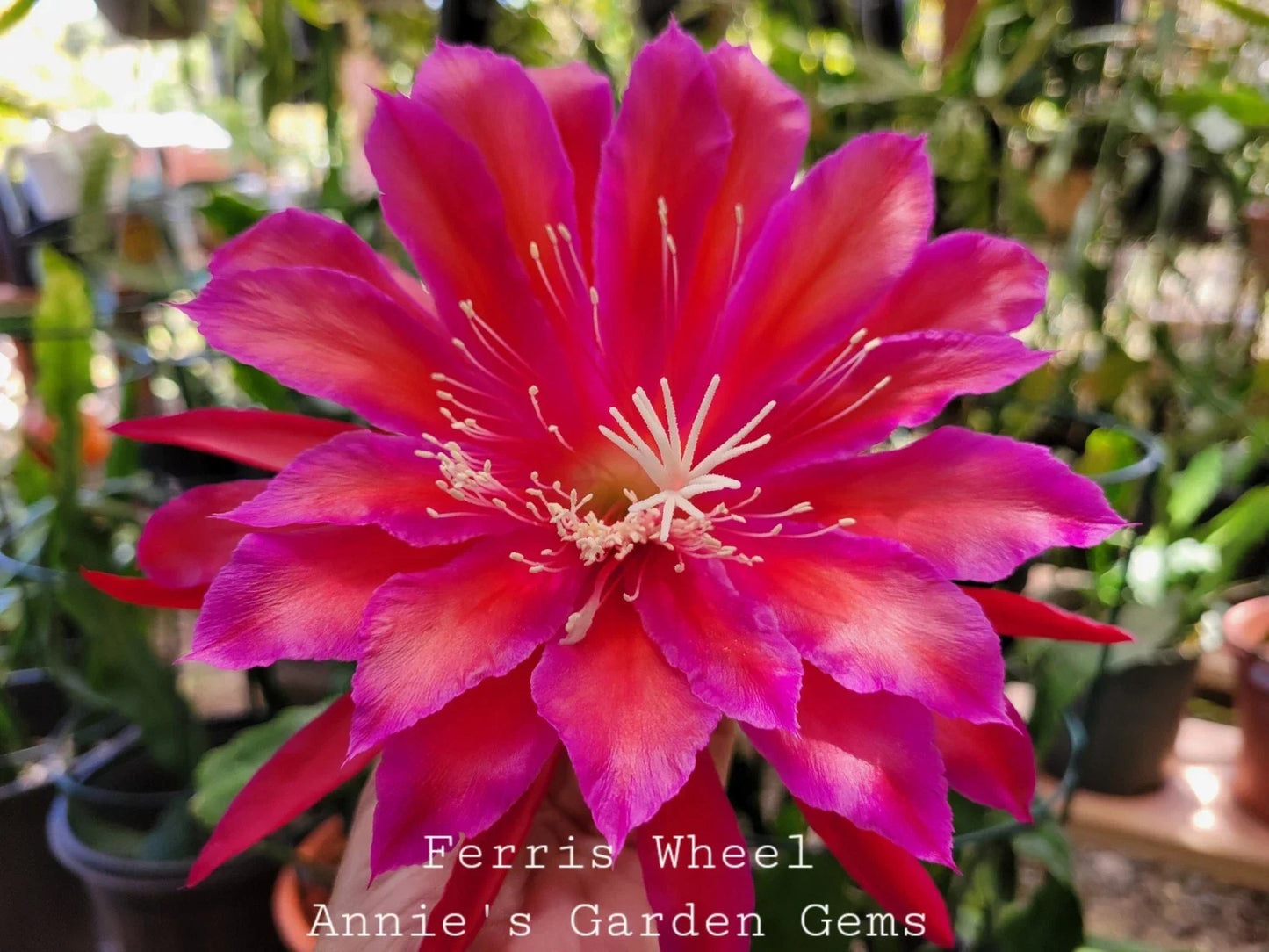 Epiphyllum Cuttings 8-10 Inches Ferris Wheel Variety Unrooted Succulent Plant for Gardening