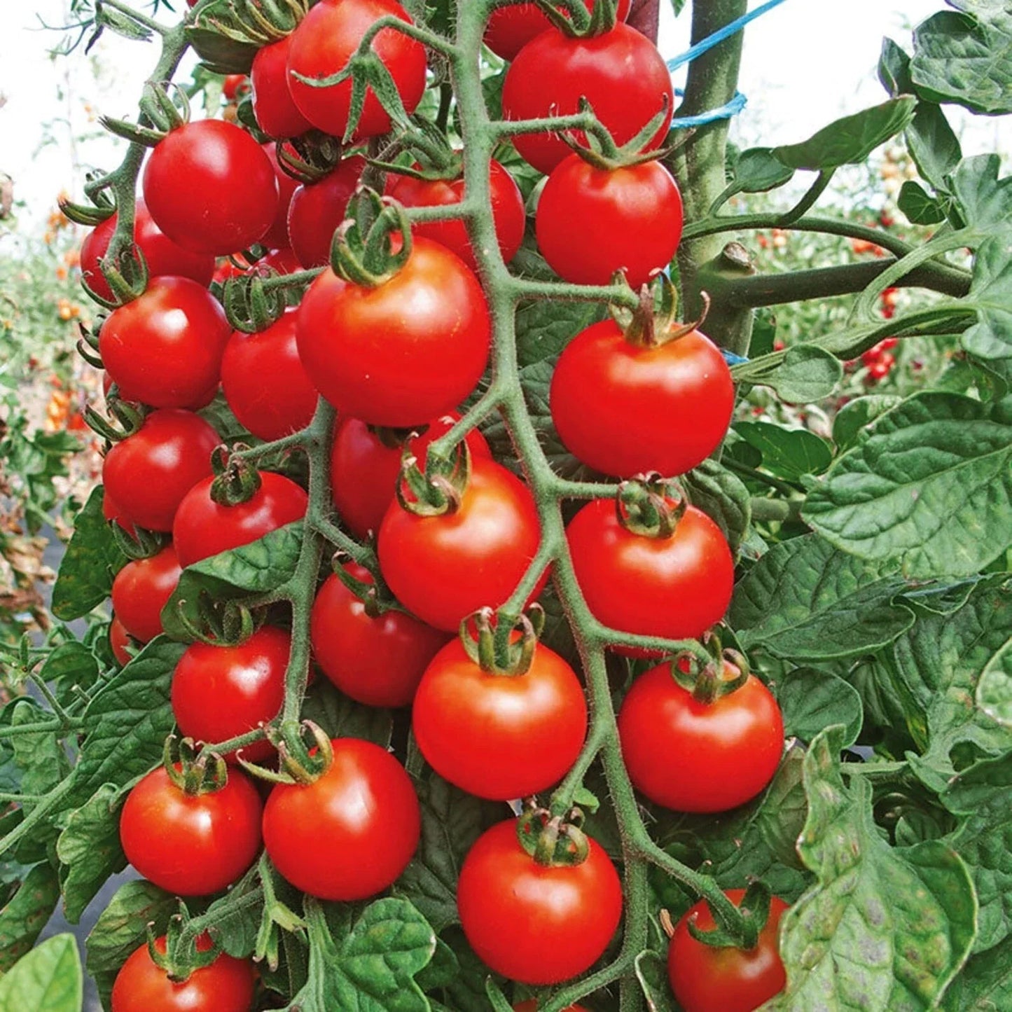 Cherry Tomato Seeds Pack - 200+ Organic Non-GMO Heirloom Solanum lycopersicum for Home Gardens, Containers & Raised Beds