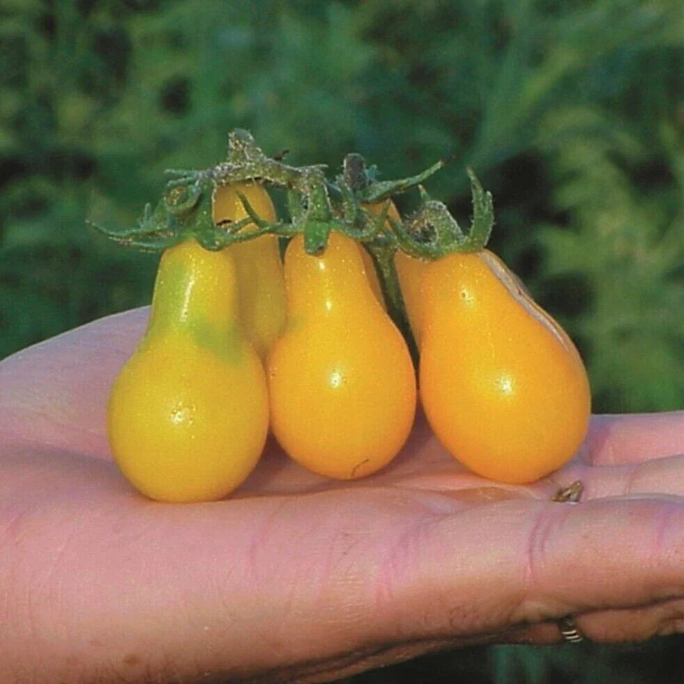 Yellow Pear Tomato Seeds - Heirloom Organic Non-GMO Solanum lycopersicum, 30+ Seeds for Garden, Container & Raised Bed Cultivation