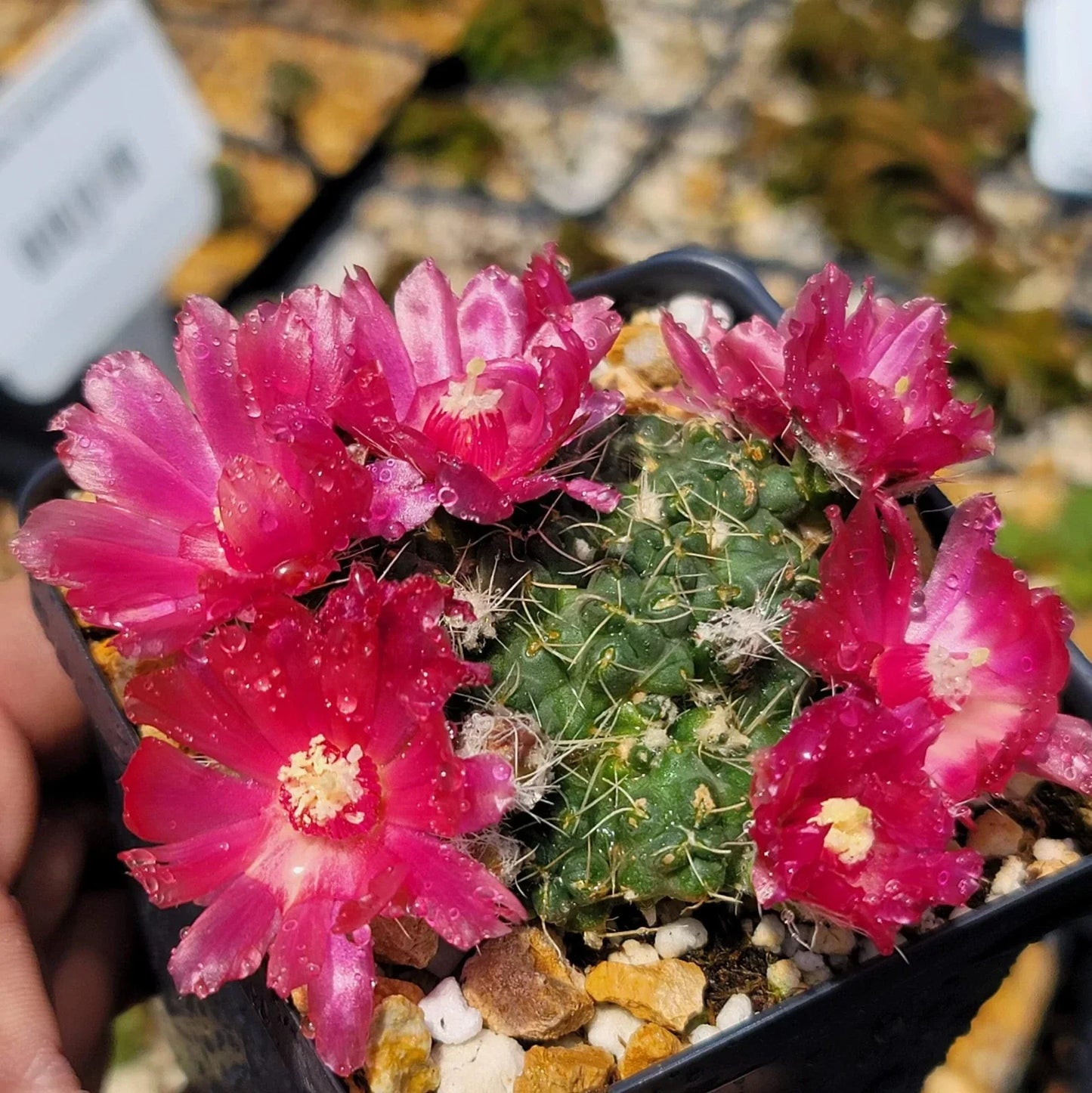 Puna Subterranea Incahuasi Cactus Live Succulent Plant Unique Desert Indoor Outdoor Cacti