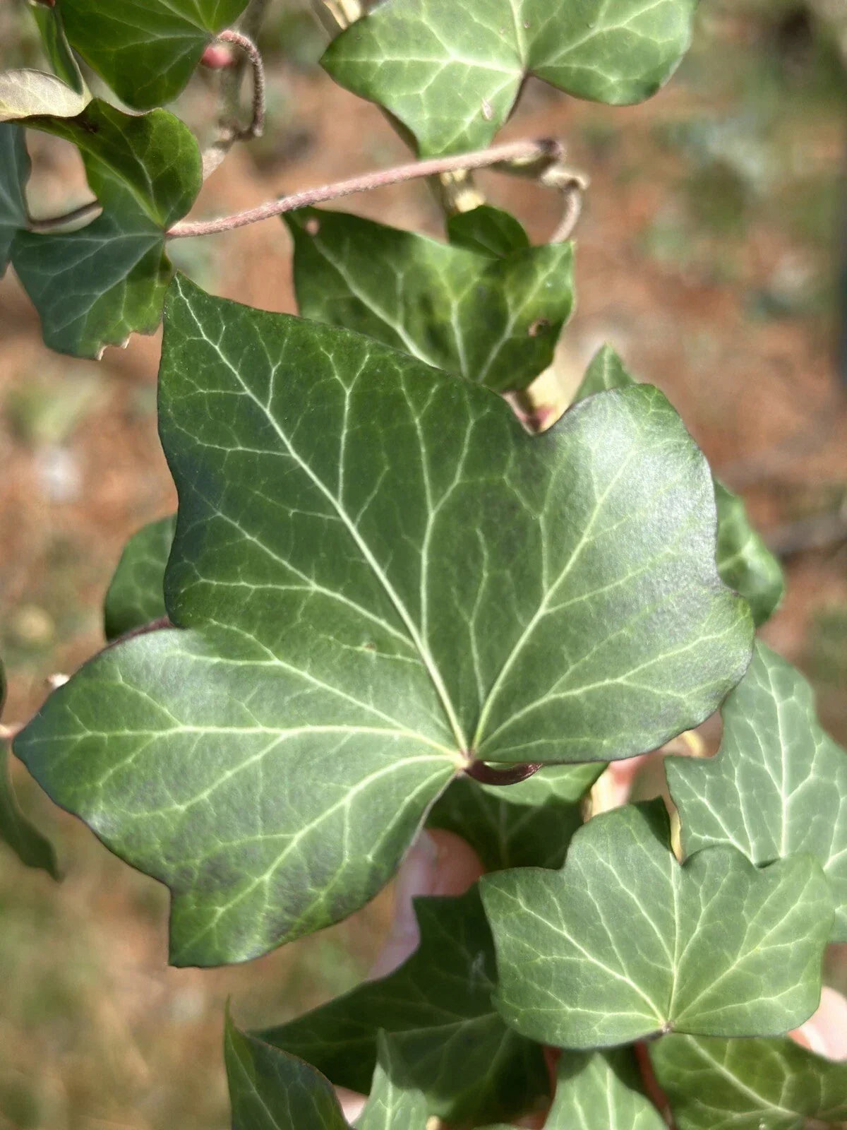 English Ivy Cuttings - 10 Live Hedera helix Clippings for Groundcover & Living Fence, Easy to Grow, Hardy Outdoor Plant