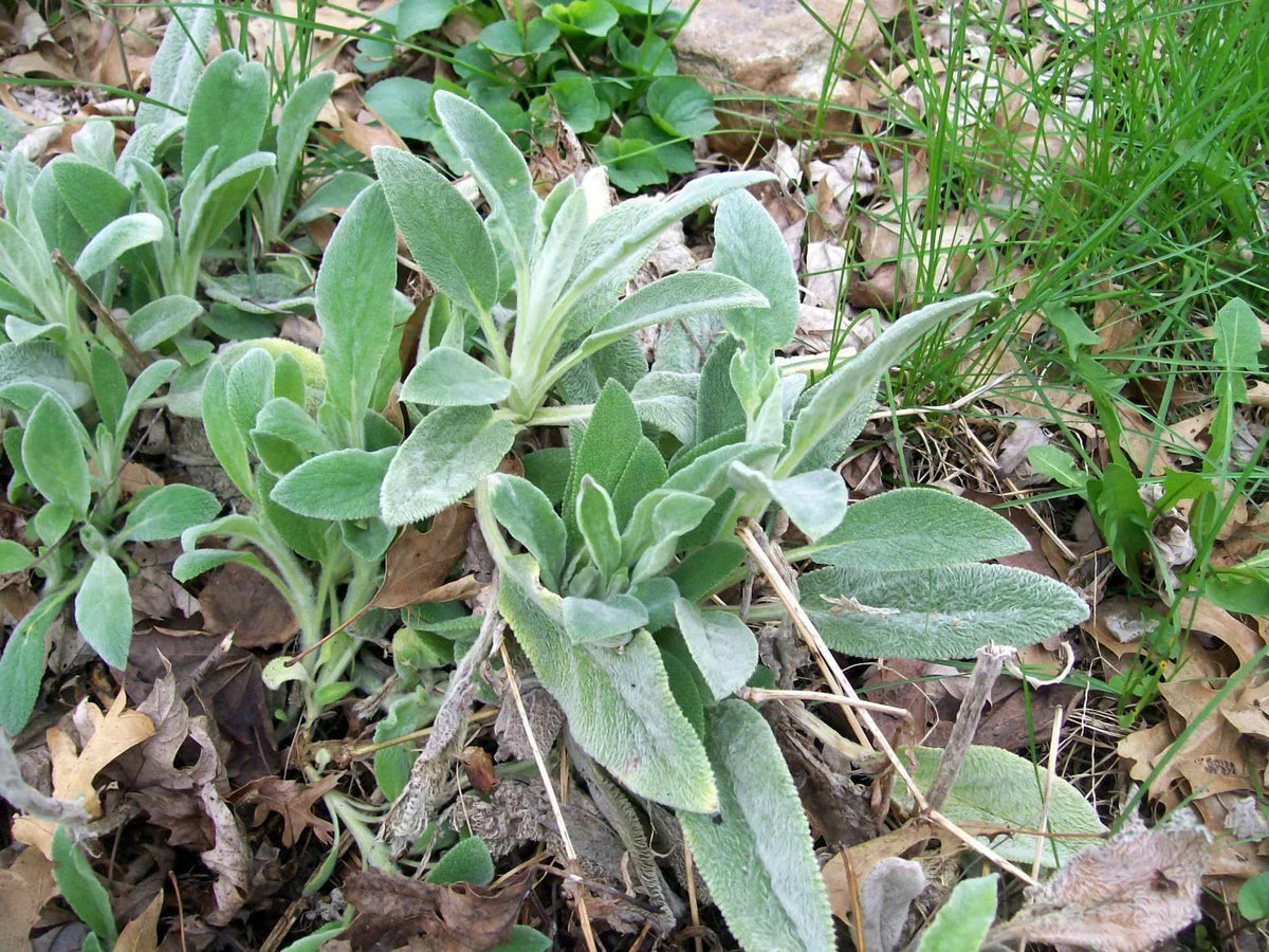 Lamb's Ears Live Starter Plants Set of 3 - Stachys byzantina - Silvery Foliage Ground Cover for Gardens
