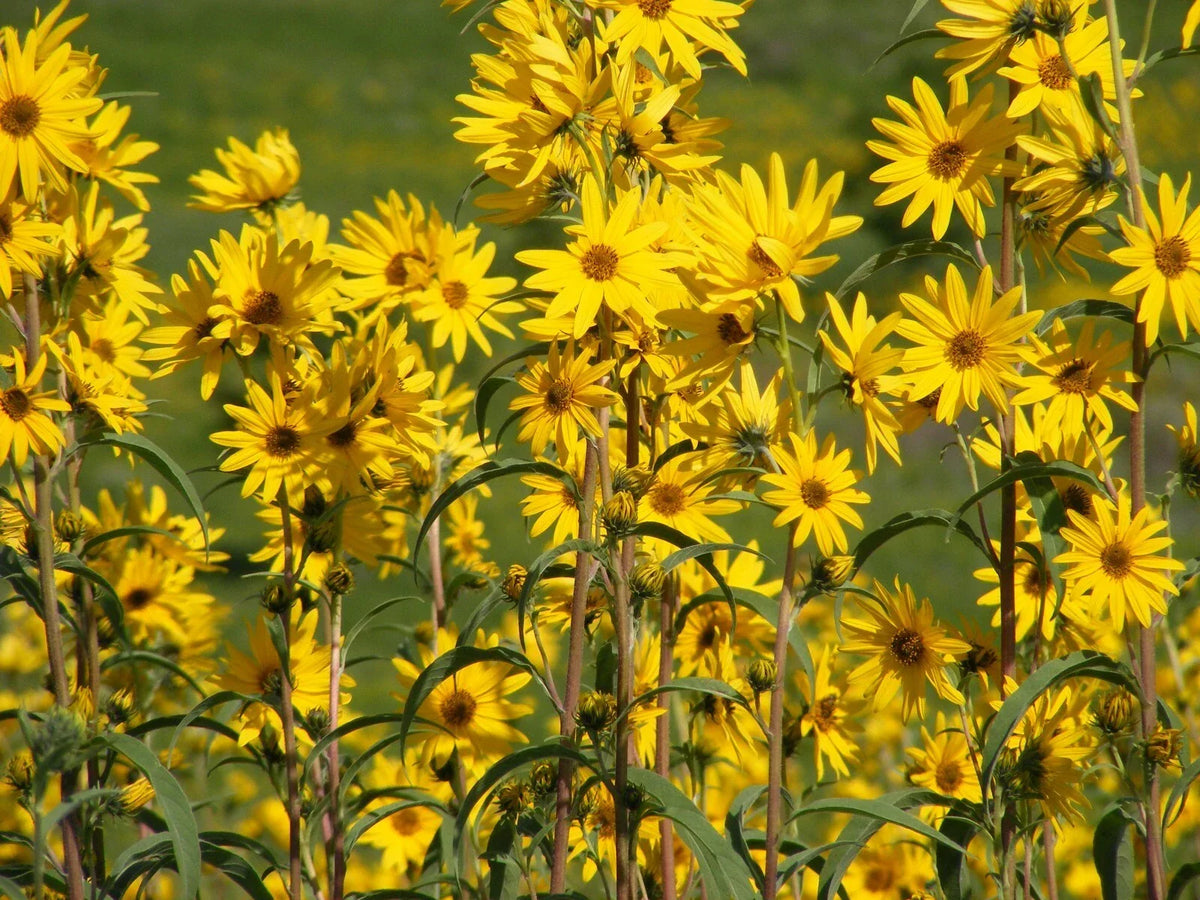 Maximilian Sunflower Seeds, 200 Count, Helianthus maximilian, Perennial Wildflower for Pollinator Garden
