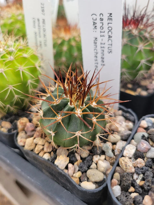 Melocactus caroli-linnaei Succulent Plant - Unique Locality Variety for Collectors - Desert Cactus