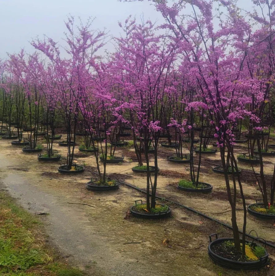 Set of 4 Eastern Redbud Trees - Cercis Canadensis Bare Root Seedlings - Spring Blooming Ornamental Trees