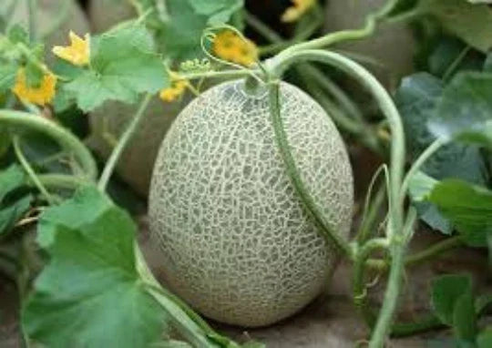 Hales Cantaloupe Seeds, Organic Cucumis melo var. cantalupensis, Vining Melon, 30 Seeds for Home Garden