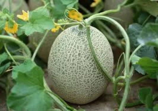Hales Cantaloupe Seeds, Organic Cucumis melo var. cantalupensis, Vining Melon, 30 Seeds for Home Garden