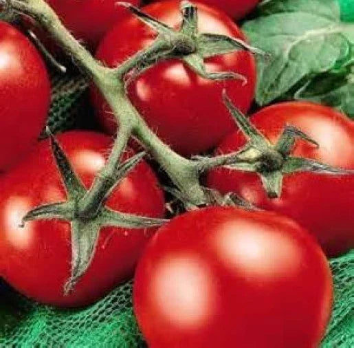 Heirloom Moneymaker Tomato Seeds - 25 Pack, Solanum lycopersicum, Non-GMO, Juicy Red Tomatoes for Gardens & Containers