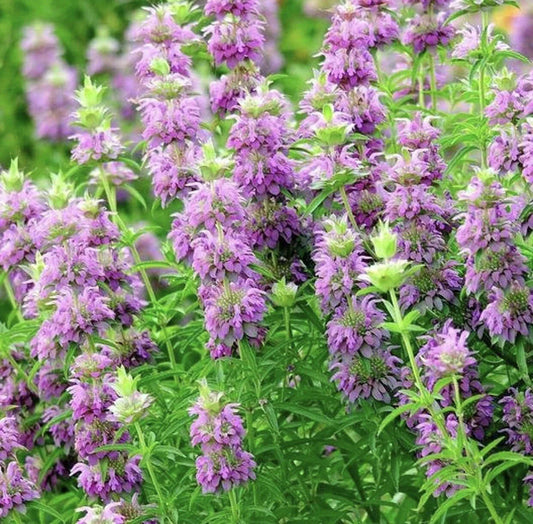 Lemon Mint Seeds - 400+ Non-GMO Monarda citriodora Perennial Herb for Culinary & Aromatic Gardens