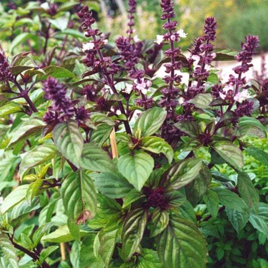 Licorice Basil Seeds - Herb Seeds for 2025 Planting - Ocimum Basilicum Anise Anethole Variety
