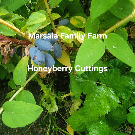 Honeyberry Cuttings 8 pcs Blue Moose Lonicera caerulea Giant Berry Blue Boreal Fruit Plant