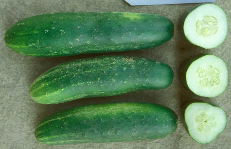 Ashley Cucumber Seeds 20 Count Packet – High-Yield Cucumis sativus for Market, Salad, Pickling, Greenhouse Cultivation