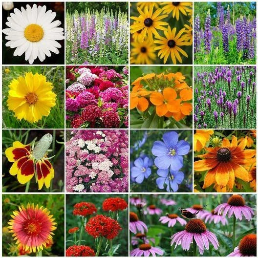Bulk Pack of Perennial Wildflower Seeds – Non-GMO, 3000+ Seeds for Garden, Meadow, Borders, Supports Pollinators