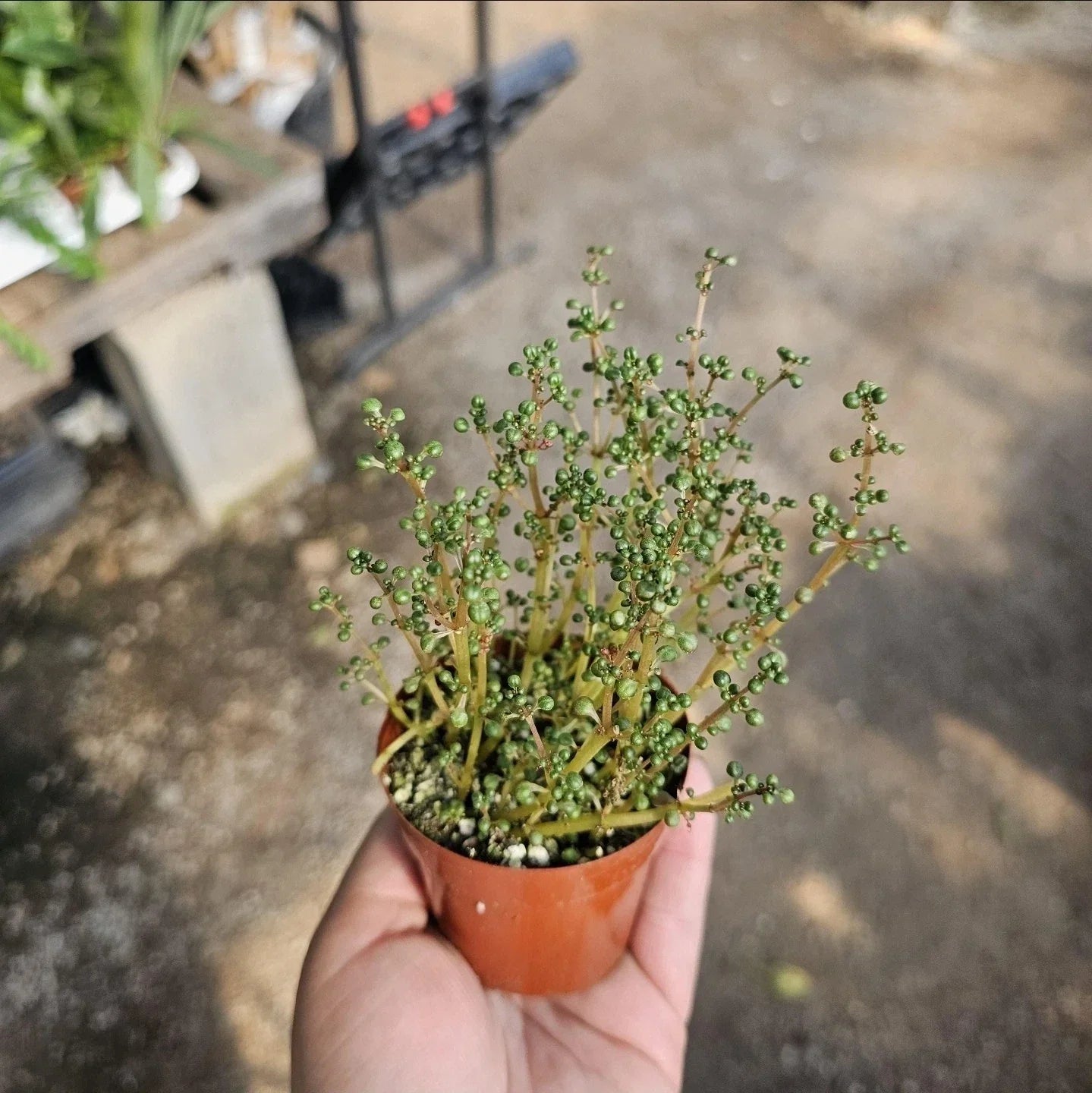 Pilea Globosa Plant in 3in Pot | Pilea serpyllacea Globosa Indoor Houseplant with Round Leaves