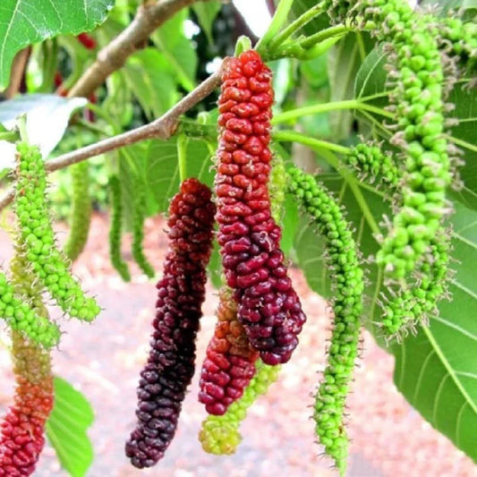 Pakistan Mulberry Live Rooted Plant 6-8" Morus nigra with Sweet Long Fruits, Deciduous Tree for Garden or Orchard
