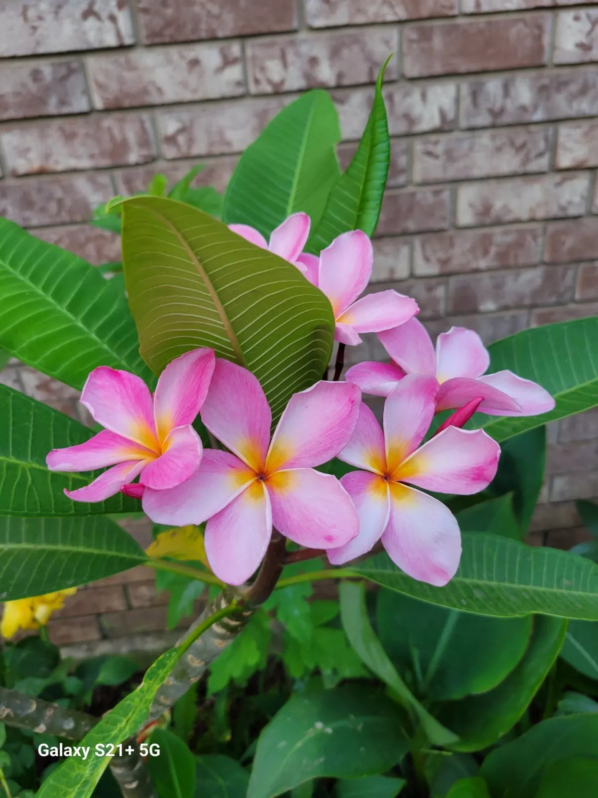 Pink Plumeria Seedling - Tropical Garden Decor - Frangipani - Plumeria rubra - Vibrant Pink Flowers, Fragrant, Full Sun, Live Plant