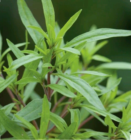 Organic Summer Savory Herb Seeds - 500 Non-GMO Satureja hortensis Aromatic Culinary Plant for Indoor & Outdoor Gardening