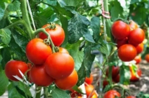 25 Rutger's Tomato Seeds - Heirloom Solanum lycopersicum, Medium-Sized, Disease-Resistant, for Home Gardens & Containers