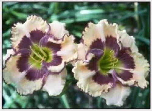 Daylily Plant - Artisan's Touch Reblooms Peach Purple - Hemerocallis spp. Garden Flower for Borders and Containers