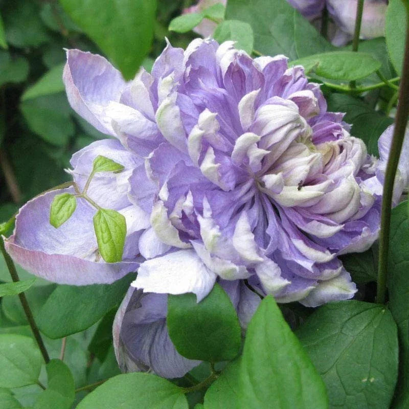 25 Blue Lights Pink Clematis Seeds - Climbing Perennial Flower Seeds for Garden Trellises & Fences - Clematis × jackmanii