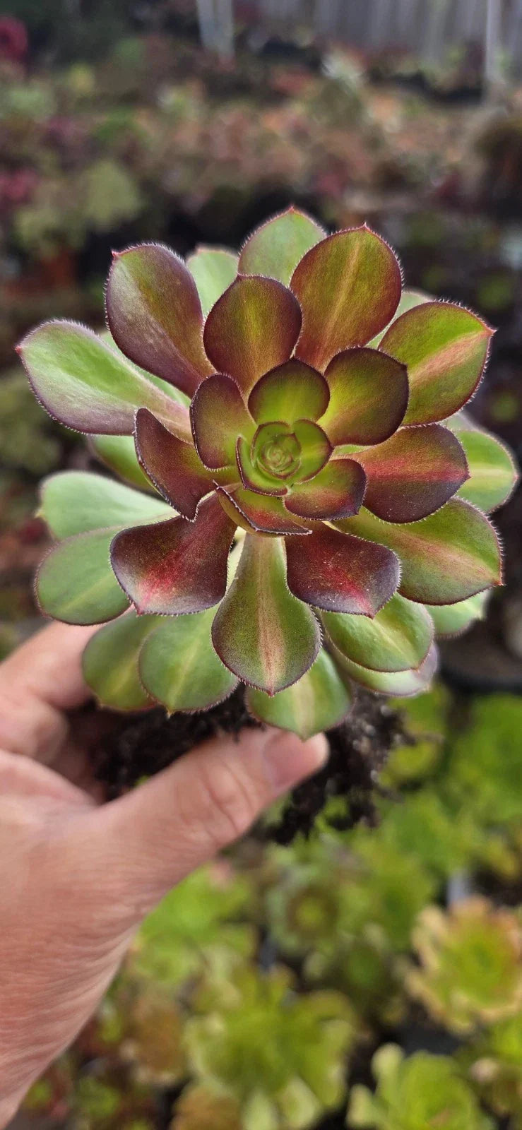 Aeonium Sunset Glow Plant - 3 Inch Rooted Succulent Head - Vibrant Orange-Yellow Foliage - Aeonium 'Sunset Glow'