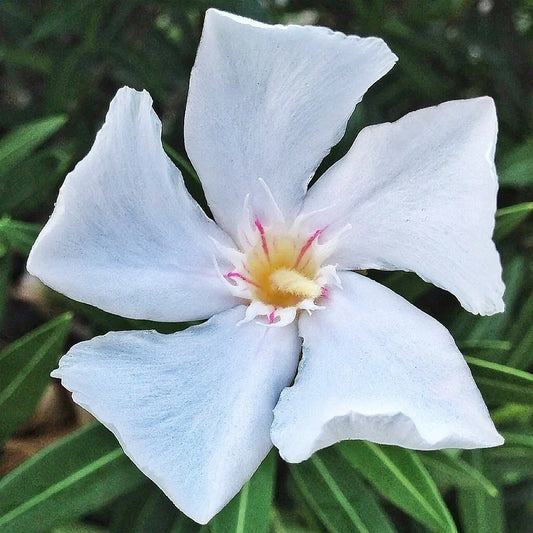 Oleander Trees 7 White Flower Unrooted Cuttings | Nerium oleander Shrub for Garden & Patio