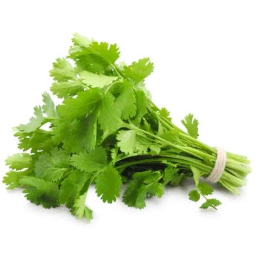 Organic Cilantro Seeds - Coriandrum sativum - Culinary Herb for Indoor & Outdoor Gardening, 75+ Non-GMO Seeds