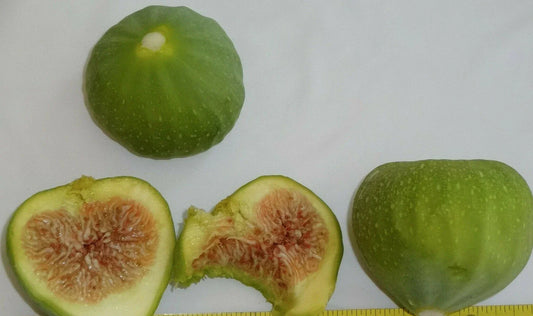 Green Ischia Fig Tree Cuttings – 3 Healthy Ficus carica 'Green Ischia' for Zones 7-10, Fruitful, Easy to Propagate