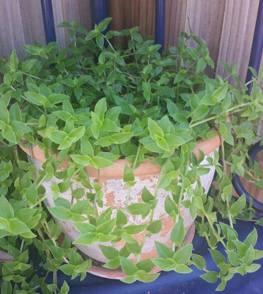 Callisia Cordifolia Green Trailing Wandering Jew Indoor Houseplant – Easy Care, Lush Greenery, Low Maintenance
