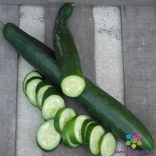 Orient Express Cucumber Seeds - 25 Pack, Cucumis sativus, Non-GMO, Organic, Garden Planting, Container Friendly, USA