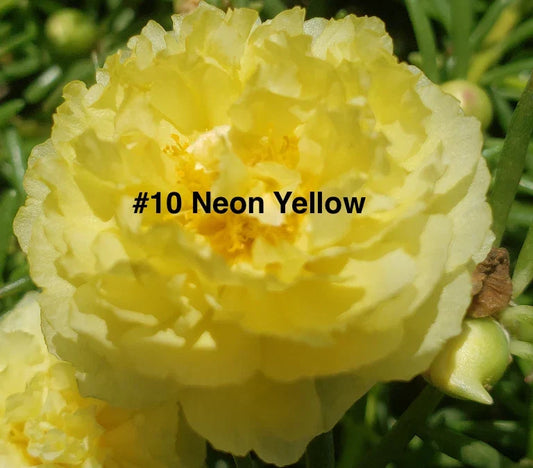 Moss Rose Cuttings 10 Unrooted Neon Yellow Portulaca Grandiflora Succulents for Garden, Drought Tolerant, Bright Color