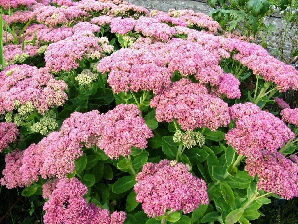 Autumn Joy Stonecrop Sedum Plants 6 Pack - Pink Perennial, Sedum 'Autumn Joy' for Gardens, Borders, Rock Gardens