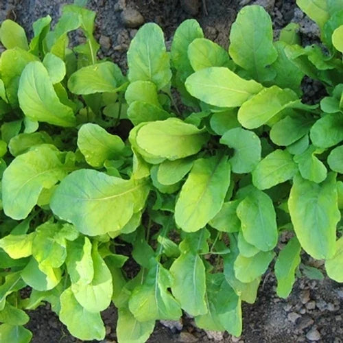 Arugula Seeds 750+ Count | Roquette Variety | Eruca sativa | Non-GMO Fresh Herb Seeds for Gardening