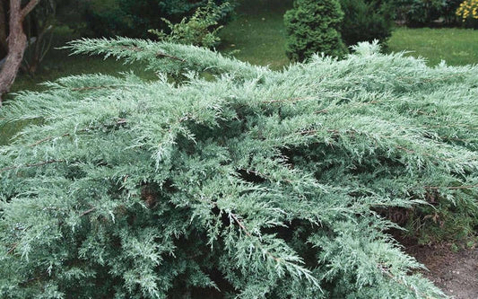 Juniper Hedge Plant Cuttings Set of 12+ | Evergreen Privacy Screen | Juniperus spp. Non-Rooted for Landscaping
