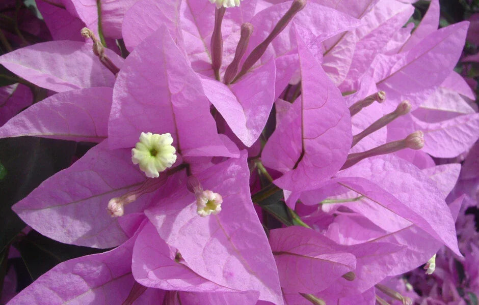 Bougainvillea Starter Plant - Silhouette Variety - Well Rooted Bare Root - Bougainvillea glabra for Garden, Landscape, Outdoor Decor