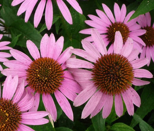 Purple Coneflower Seeds Bulk - Echinacea purpurea - 2000 Seeds for Gardening & Landscaping, Perennial Flower, Pollinator Attractant