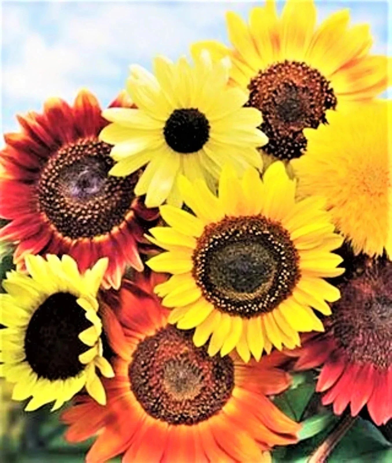 Sunflower Seeds Pack of 50 | Helianthus annuus 8 Species Mix | Garden Flower Seeds for Pollinators & Bright Blooms