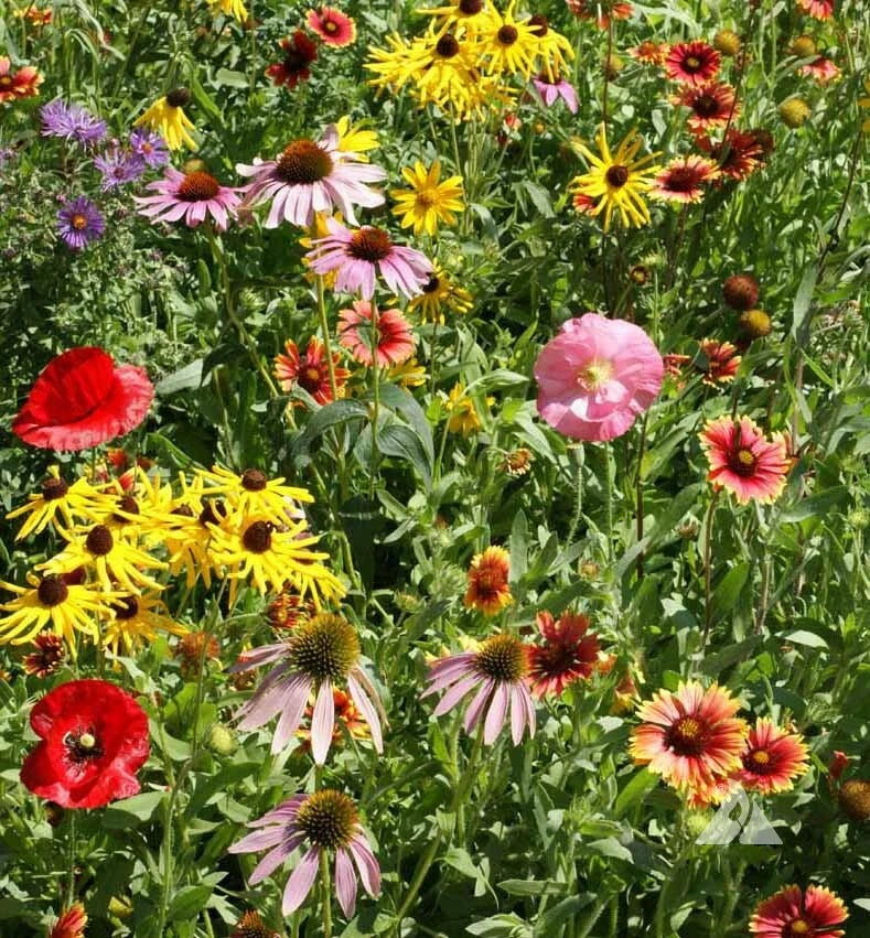Wildflower Seed Mix BEE FEED 1000 Non-GMO Native Pollinator Attracting Garden Seeds