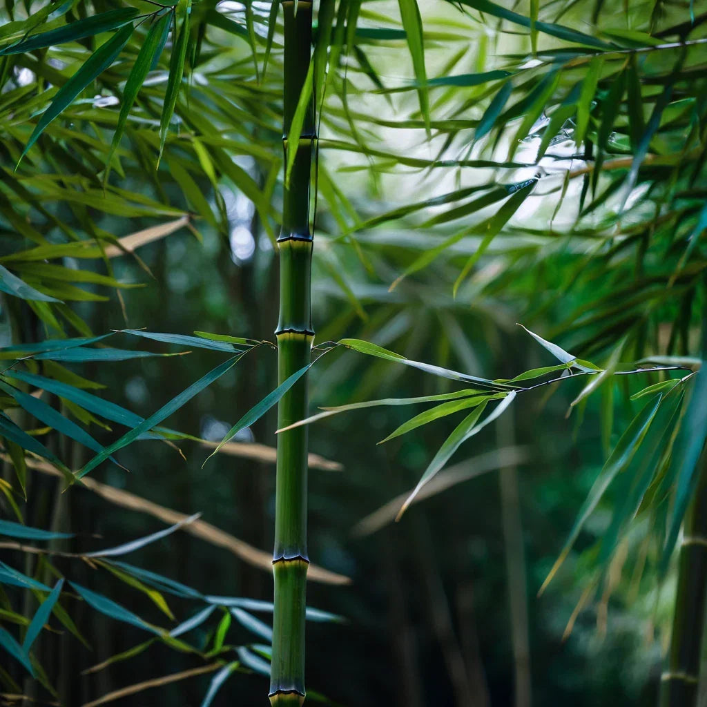 Bamboo Seeds 50 Pack for Privacy Screen Clumping Bambusa spp. Garden Plant, Fast Growing, Tropical Landscaping