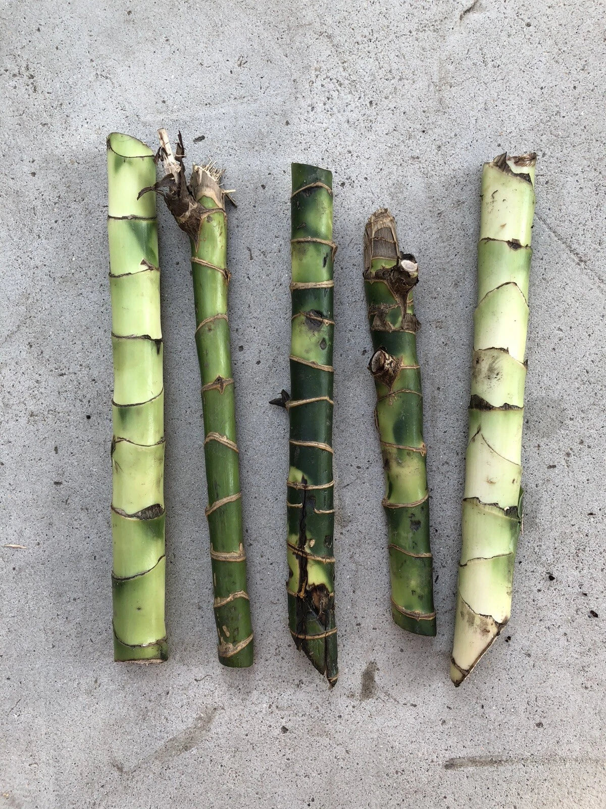 Dracaena Fragrans Fresh Cuttings – Easy Indoor House Plants, No Roots Needed, Green Foliage, Perfect for Indoor Gardening