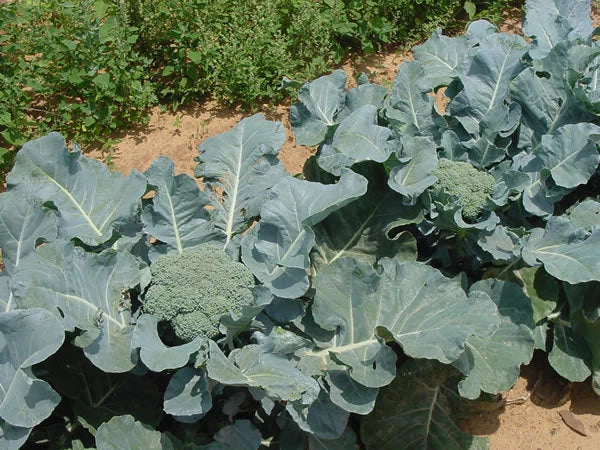 Giant Russian Broccoli Seeds - 100 Count, High Yield, Brassica oleracea, Drought-Resistant, Non-GMO, Full Sun, Home Garden