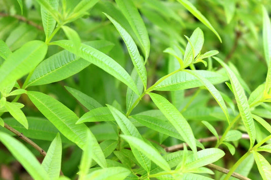 Organic Lemon Verbena Live Starter Plant – Aromatic Herb for Gardens & Herbs – Aloysia citrodora