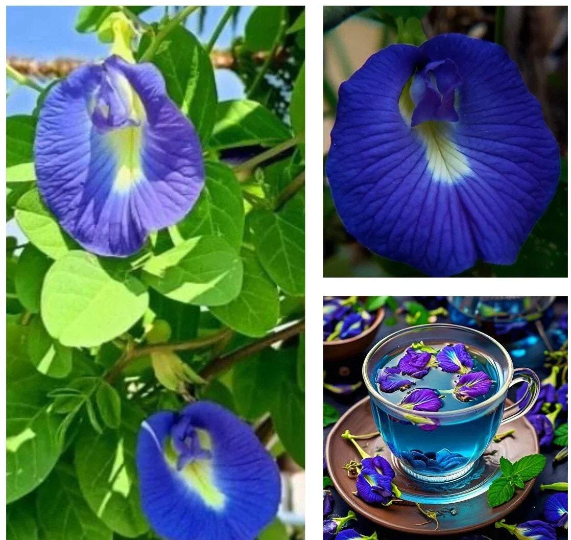 Butterfly Pea Seeds - Clitoria Ternatea, Edible Blue Flowers, Perennial Vine, Attracts Pollinators, Full Sun, 12 Seeds